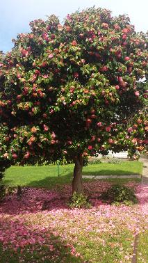 Camellia Tree at Tarcombe house