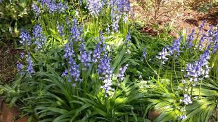 Bluebells at Tarcombe House garden in spring